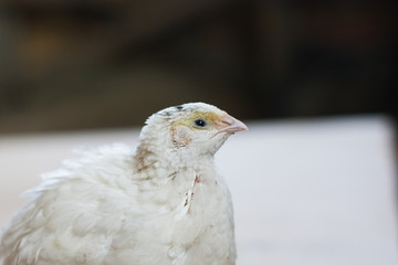 Quail is very attentive