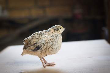 Quail is very attentive