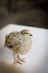 Quail is very attentive