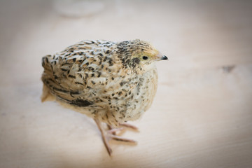 Quail is very attentive