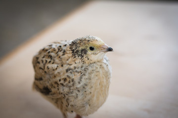 Quail is very attentive