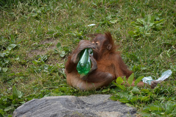 Baby orangutan with a bottle