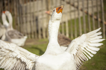 Freilaufende Gans