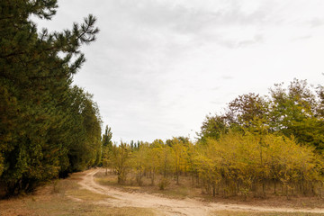 Autumn landscape with dirt road