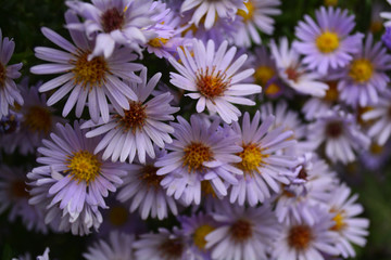 Fototapeta premium club colors, lush Bush flowers September bloom in the garden, autumn flowers, flower garden