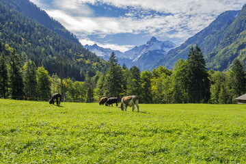 Fototapeta na wymiar Cows grazing with View to Trettach Mountain Peak/ Bavaria