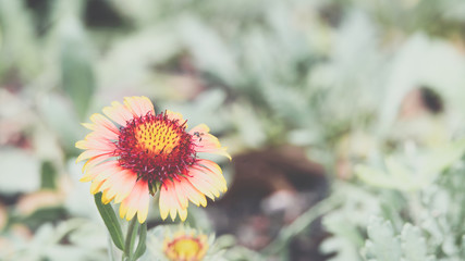 Flower (Zinnia, Zinnia violacea Cav.) in garden