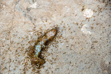 Small lizard killed by ants eating.