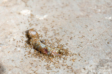 Small lizard killed by ants eating.
