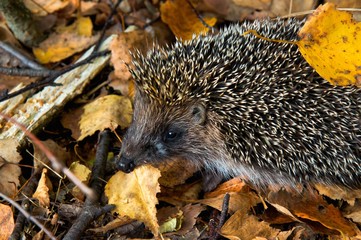 Falling autumn maple leaves natural background colorful foliage hedgehog