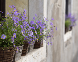 Fototapeta na wymiar Purple Wall Flower Baskets