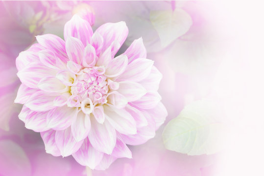soft pink dahlia flower background with copy space idea for wedding card, valentine, or any special events
