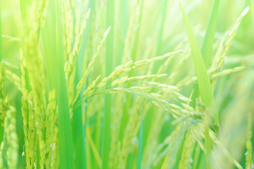 closeup young green rice field nature background