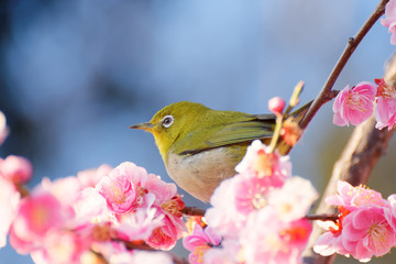 メジロと梅の花