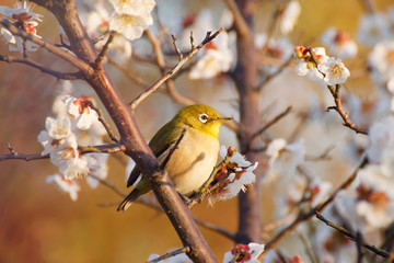 メジロと梅の花