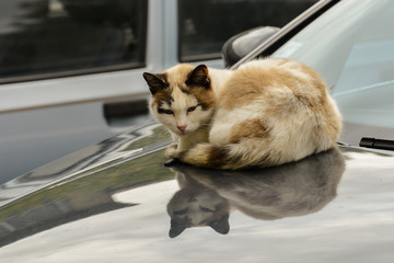 Katze sonnt sich auf der Motorhaube