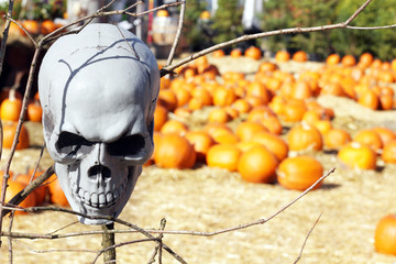 Halloween skull