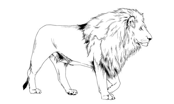 big lion with the mane is painted with ink by hand on a white background