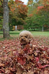 おすわり