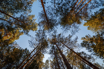 Макушки деревьев в лесу © vasilaleksandrov