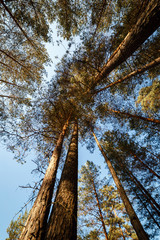 Макушки сосен в лесу