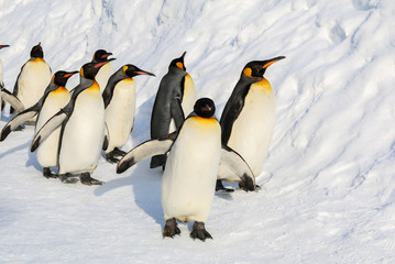 Fototapeta premium King penguins walking on the snow in Hokkaido,Japan.