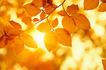 Naklejka na ściany i meble Autumn leaves on sun