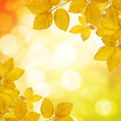  Autumn leaves on the sun