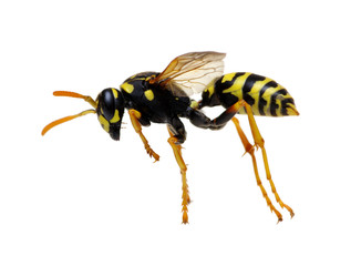 wasp isolated on white