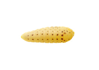  Сaterpillar on a white