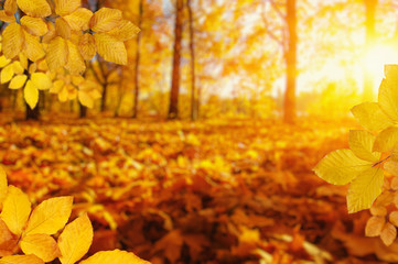  Autumn leaves on the sun