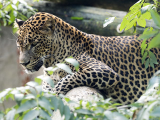 Naklejka premium Persian Leopard, Panthera pardus saxicolor, resting on a tree