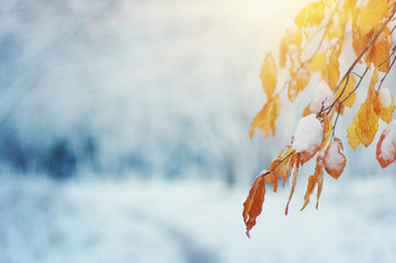 Yellow leaves in snow on sun