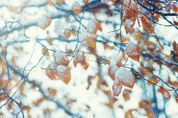 Yellow leaves in snow on sun