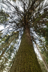 Ствол сосны © vasilaleksandrov