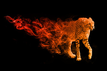 Cheetah animal kingdom collection with amazing effect - obrazy, fototapety, plakaty