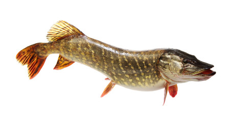  Pike isolated on white