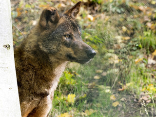 Iberian wolf, Canis lupus signatus, is hidden behind a tree