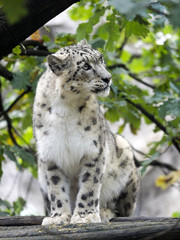 Obraz premium Snow leopard, Uncia ucia, hidden in branches