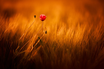 Roter Klatschmohn auf einem herbstlichen Kornfeld