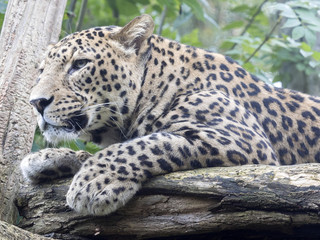 Persian Leopard, Panthera pardus saxicolor, resting on a tree