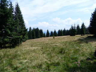 vegetation of mountain forests of the Ukrainian Carpathians.