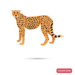 Guepard color flat icon for web and mobile design