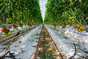Tomatoes growing in a big greenhouse in the Netherlands