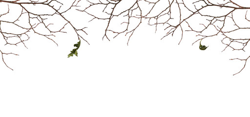 Dry twigs with two old leaves