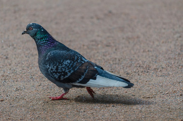 The dove is walking on the ground. City bird. Movement of pigeon.