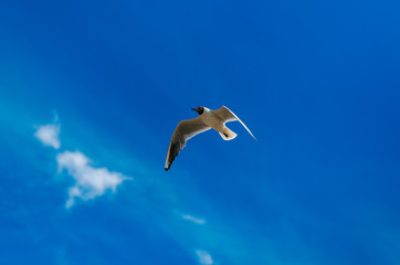 Seagull in the sky. Flying in the clouds. A bird is a symbol of freedom.