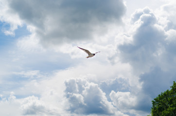 Seagull in the sky. Flying in the clouds. A bird is a symbol of freedom.