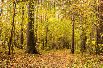Fototapeta premium The forest path in the pine forest is covered with autumn leaves.