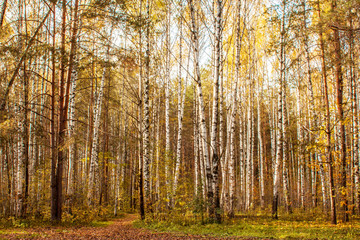 landscape of an autumn meadow covered with autumn leaves in a pine forest.